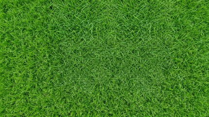 Fototapeta premium Lush green grass texture close-up