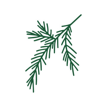 Green spruce branch vector isolated on white background