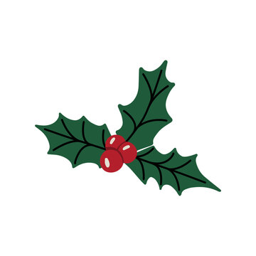 Christmas holly berry branch vector isolated on white background