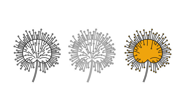 Unique dandelion seed head or pollen spore vector illustration set with outline and color versions