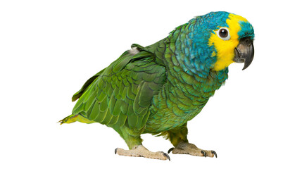 Isolated colorful parrot standing and looking right, an exotic bird with vibrant plumage. © Lars