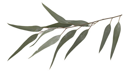 Isolated natural eucalyptus branch with fresh, long, narrow green leaves for botanical design © Lars