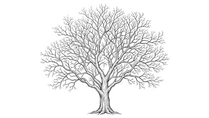 Obraz premium Detailed illustration of bare deciduous tree with intricate branch structure