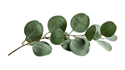 Fresh green eucalyptus branch with round leaves on a thin woody stem © Isolde