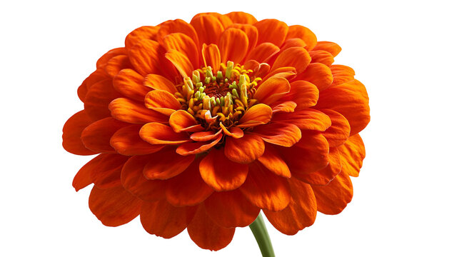 Vibrant orange zinnia flower with layered petals and yellow center