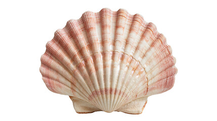 Pink and white fan shaped scallop seashell with radial ridges © Isolde