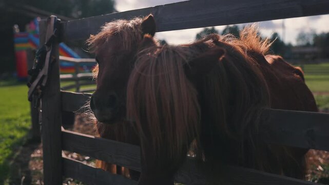 Two brown horses with long manes lean over a wooden fence in a sunny outdoor setting, showcasing their curious expressions and lush green surroundings