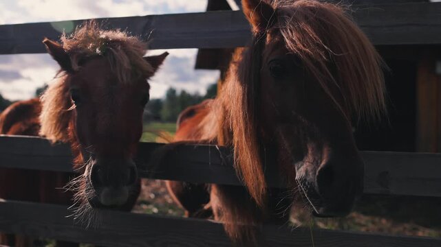 Two brown horses with long manes lean over a wooden fence in a sunny pasture, showcasing their curious expressions and the rustic barn in the background