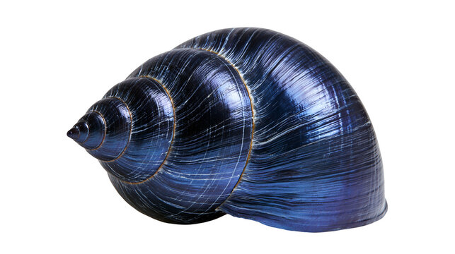 Glossy dark blue spiral snail shell with metallic texture