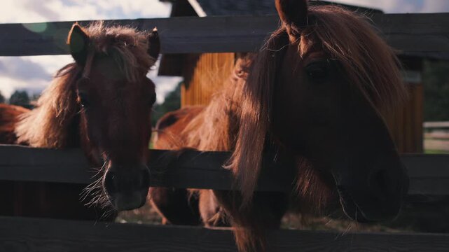 Two brown horses with long manes lean over a wooden fence in a rural setting, showcasing their curious expressions and vibrant surroundings during a sunny day