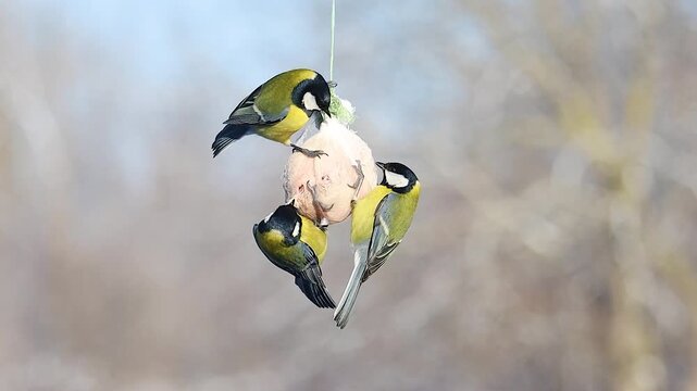 Great Tits Feeding on a Hanging Fat Ball in Winter