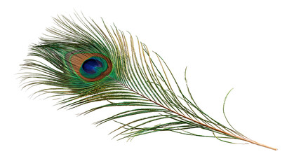 Iridescent peacock feather with vibrant blue and green eye pattern © Isolde