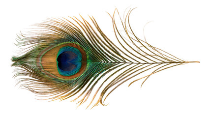 Iridescent peacock feather with vibrant blue and green eye pattern © Isolde
