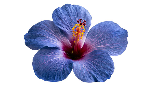 Vibrant blue hibiscus flower with prominent yellow stamen and purple center