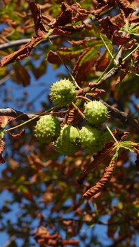 A close-up shot of green spiky horse chestnut seed pods hanging on a branch with dry brown autumn leaves against a blue sky background.