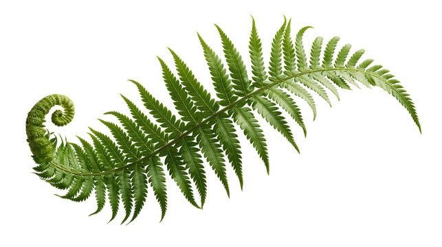 Fresh green fern frond with a curled fiddlehead tip