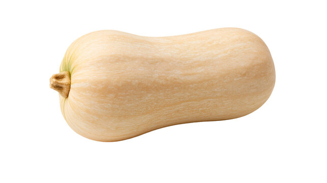 Whole raw butternut squash with smooth beige skin and small woody stem