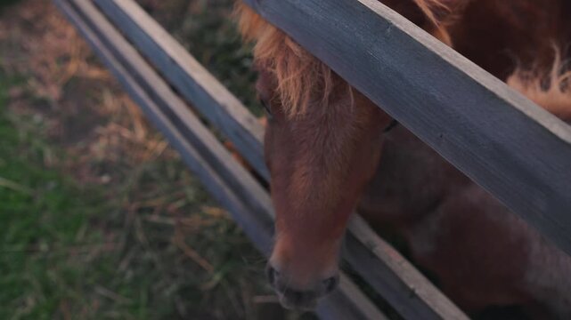 Brown horse with flowing mane leans against wooden fence in a grassy pasture, showcasing a close-up view of its head and neck in a serene rural setting