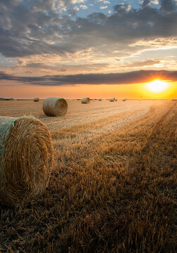 Single round hay bale in harvested field during golden sunset