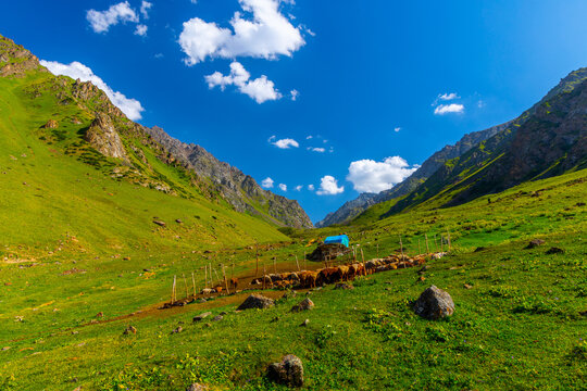 Flock of sheep in a vibrant mountain valley enclosure