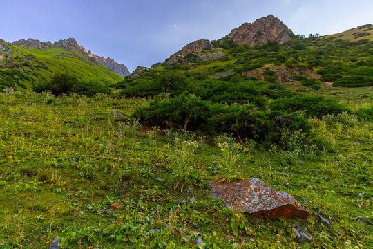 Grassy Mountain Slope with Wildflowers and Rocky Peaks