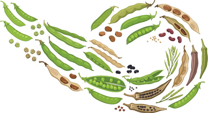 Various Bean Pods and Seeds in a Swirling Pattern Vector Illustration