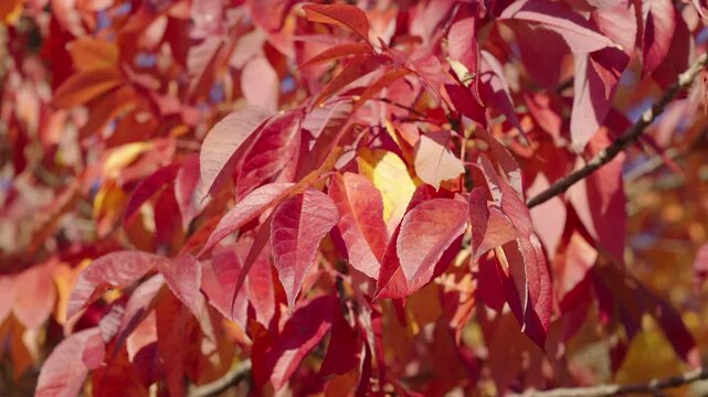 Natural autumn leaves. Autumn nature in the park. Fall season nature. Fall leaves of tree outdoor. Autumn leaves. Nature in fall season. Autumnal leaf. Seasonal leaves on tree. Seasonal foliage