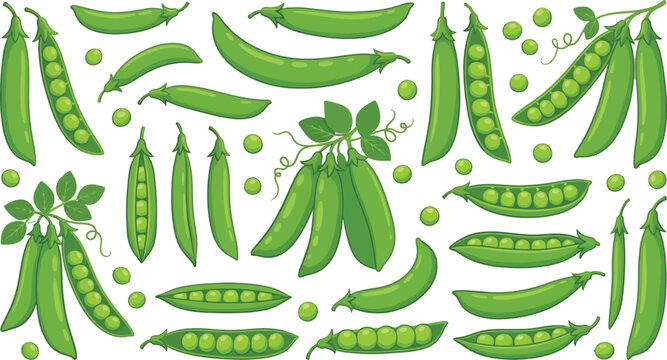 Various green pea pods with leaves scattered on a white background vector illustration