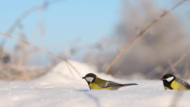 Multiple Great Tits Foraging for Seeds in the Snow