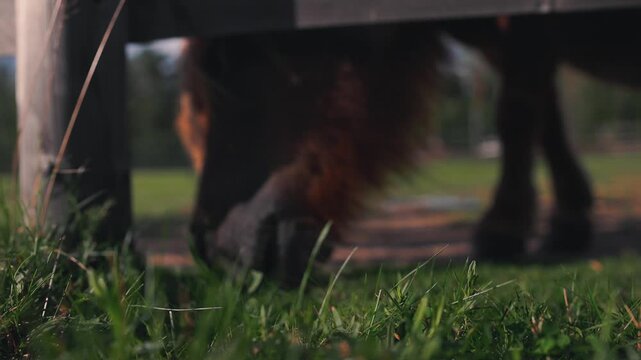 Brown pony grazing on grass under wooden fence, showcasing the animal's mane and snout in a lush green field with blurred background elements of nature