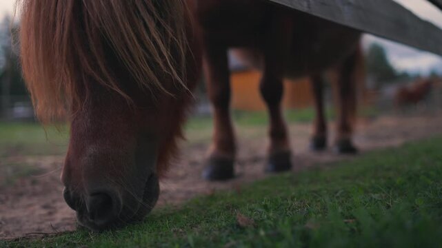Brothers enjoying an adventure with a pony grazing on grass in a serene outdoor setting, showcasing the bond between children and animals in nature