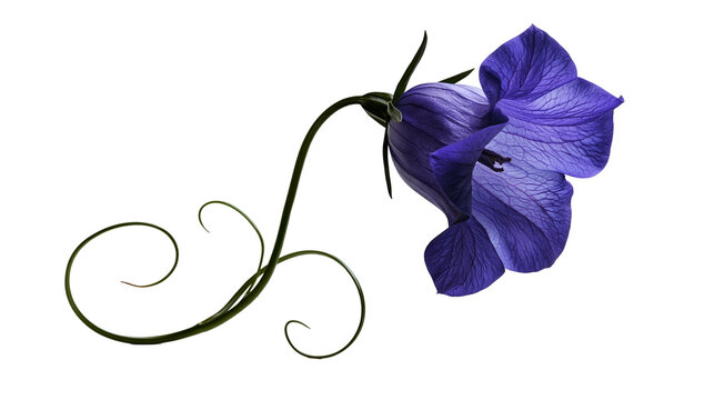Vibrant purple bellflower with delicate curling green stem and veined petals