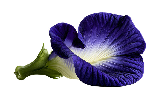 Deep blue butterfly pea flower with white center and green calyx