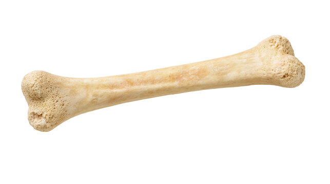 Single raw animal femur bone with porous texture and beige color