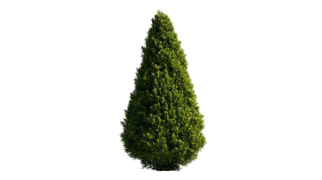 Conical shaped evergreen thuja tree with dense green foliage