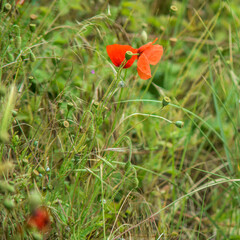 Fototapeta premium Coquelicot printanier dans les marais de Fort-Mahon-Routhiauville, Somme, France