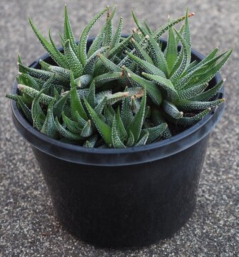 Haworthiopsis attenuata var. radula mature succulent plant