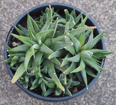 Haworthiopsis attenuata var. radula mature succulent plant