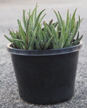 Haworthiopsis attenuata var. radula mature succulent plant