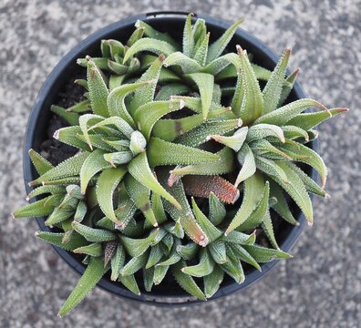 Haworthiopsis attenuata var. radula mature succulent plant