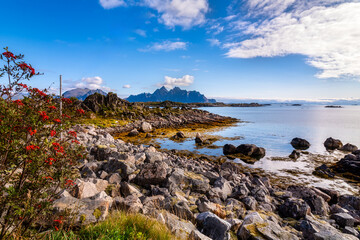 Rocky coastal landscape at Gimsøystraumen on Vestvagoya with red rowan berries, seaweed, calm sea and distinctive mountains of Gimsoya beneath blue sky. © EKH-Pictures