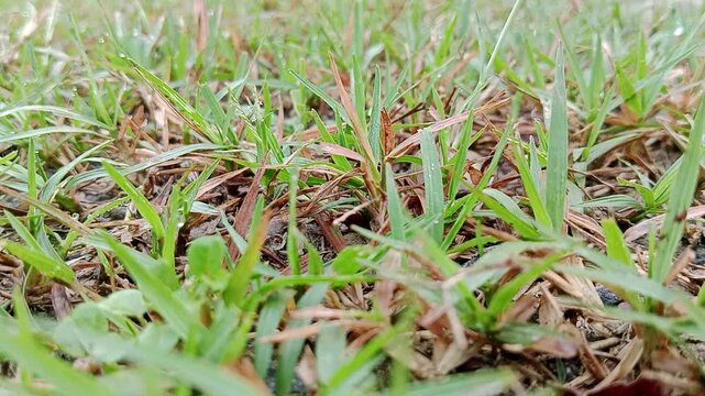 Ground level view of lush green grass with natural ambient audio of crickets and birds chirping