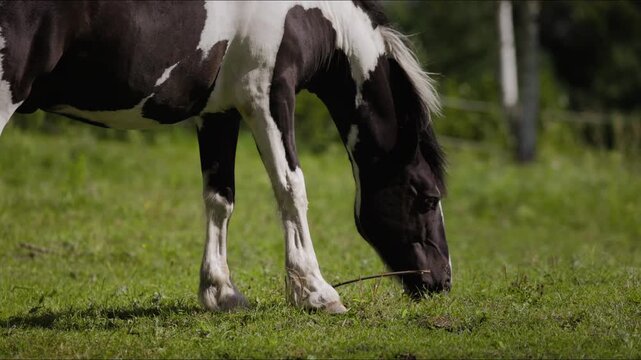 Black and white horse grazing on green grass in a sunny field, showcasing the horse's movements as it bends down to nibble on the ground