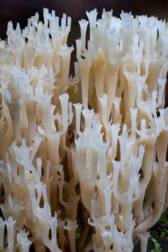 Closeup of Crown-tipped coral fungus on black background 