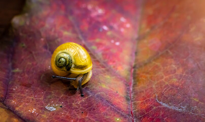 a small yellow snail on the autumn leaf. macro © Vantsura