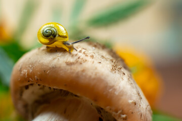 a small yellow snail on the autumn leaf. macro © Vantsura