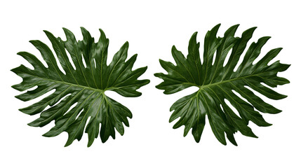 Two large glossy green split-leaf philodendron leaves with serrated edges © Andrei