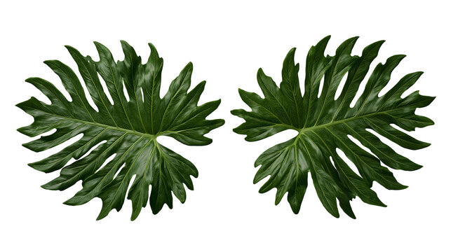 Two large glossy green split-leaf philodendron leaves with serrated edges