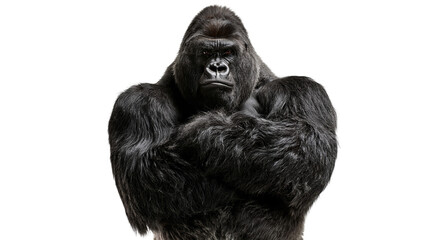 Large silverback gorilla with muscular chest and arms crossed looking forward © Andrei