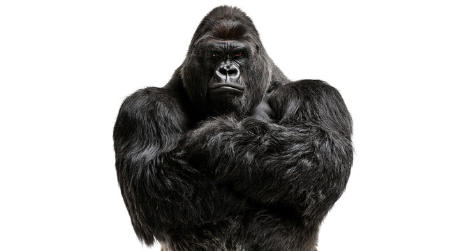 Large silverback gorilla with muscular chest and arms crossed looking forward